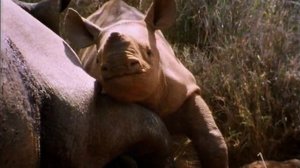 BBC. Твои весёлые друзья зверята 33 серия (документальный сериал, 2004-2009)