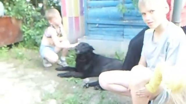 собака плескается в ванне. смотреть онлайн