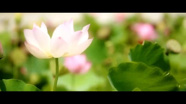 𝑱𝒐𝒋𝒊 - 𝐈'𝐋𝐋 𝐒𝐄𝐄 𝐘𝐎𝐔 𝐈𝐍 𝟒𝟎 смотреть онлайн
