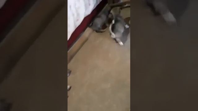 Daisy, Violet et Paco смотреть онлайн