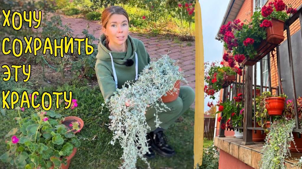 САМЫЕ КРАСИВЫЕ РАСТЕНИЯ СОХРАНЯЮ ДЛЯ СЛЕДУЮЩЕГО СЕЗОНА. Маленькие хитрости по сохранению ДИХОНДРЫ смотреть онлайн