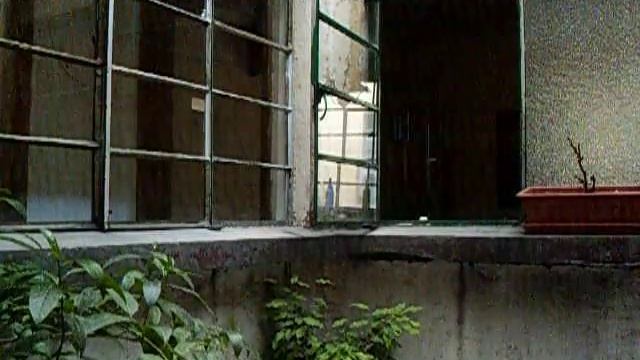 Cats, Windows, Plants смотреть онлайн