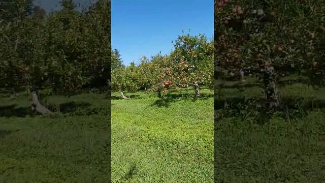 Apple Picking in the Farm with my family смотреть онлайн