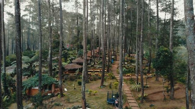 Pine Forest | iPhone x cinematic video footage using DJI osmo mobile 2 + Filmic Pro App смотреть онлайн
