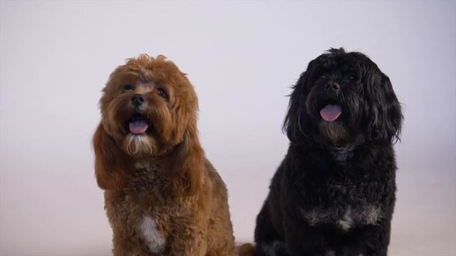 10 Scientific Ways to Tell Your Dog You Love Them смотреть онлайн