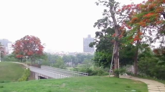 鳳凰盛開玉蘭飄香 смотреть онлайн