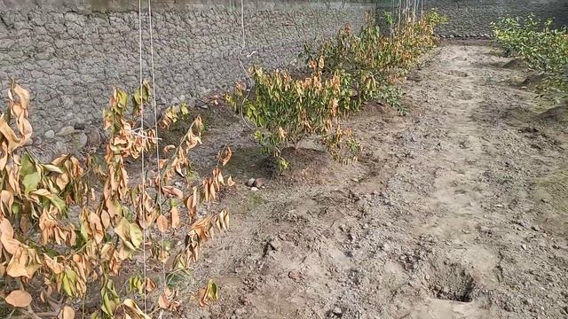 Kuchli Sovuqda Limon nihollari omon qolmadi. Teplisa qurish sxemasi. 26.02.2021 uzb смотреть онлайн