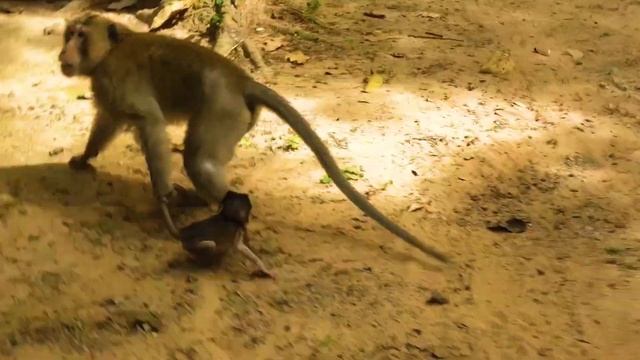 PAPA S.lap Tiny Baby S0 A,ngr!ly W.a.rning || Baby Monkey C,rying L0udly To Call Mom H.elp But Mom смотреть онлайн