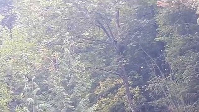 Bigfoot hideouts are open windows for them to see out. Slow mode, mute, zoom, repeat, "shadow watch смотреть онлайн