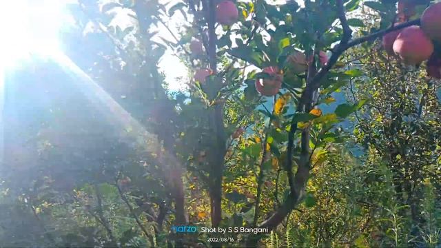 tour of my Apple garden #Bhutanu bangan uttarkashi uttarakhand смотреть онлайн