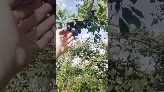 31.07.2024 слива Стенлей 8-9 летка