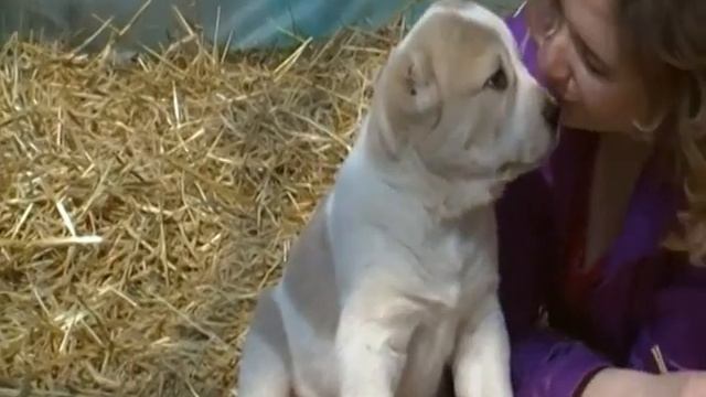 ЩЕНОК АЛАБАЯ смотреть онлайн