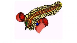 Презентация для детей по Доману. Органы, анатомия.
