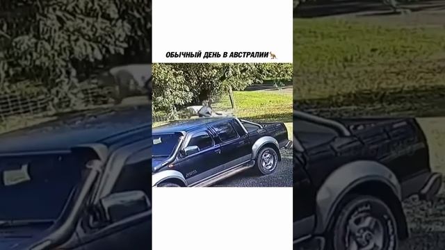 В каждой стране есть мафия. Но не в каждой мафии есть кенгуру