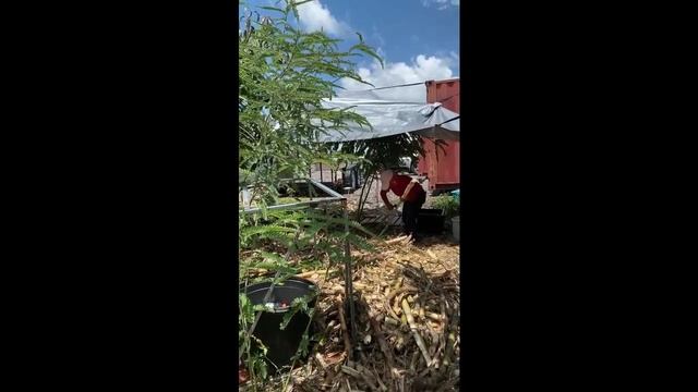 Indian Sugar Apple, Sapodilla, and more Fruits to eat at this farm смотреть онлайн