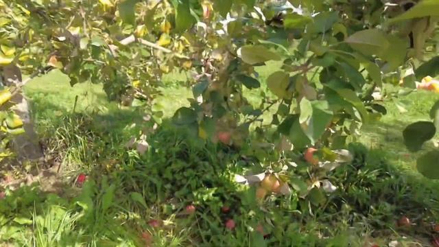 LET’S GO APPLE PICKING! ANG DAMING APPLES! ANG SAYA ! смотреть онлайн