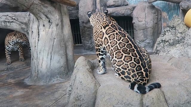 #47 Oct 2015 Jaguar at Tennoji zoo, Osaka, Japan смотреть онлайн