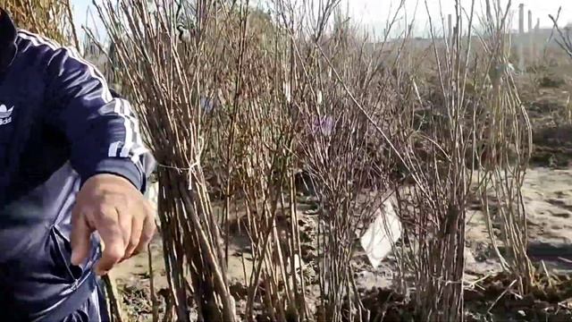 Самарканд шредир мевали кучатларнинг нархлари.13.03.2023йил. смотреть онлайн