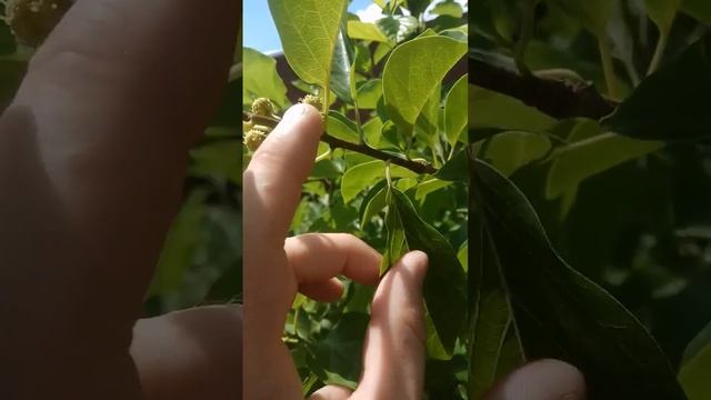 10.06.2024 Кудрания триостренная 6 лет