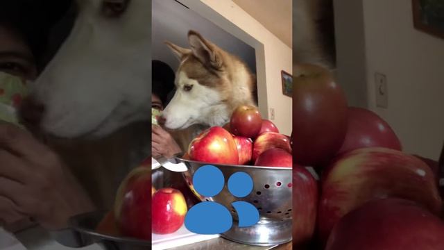 Me and My Best Friend Eating Apples 🍎 смотреть онлайн