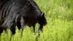 BBC. Твои весёлые друзья зверята 40 серия (документальный сериал, 2004-2009)