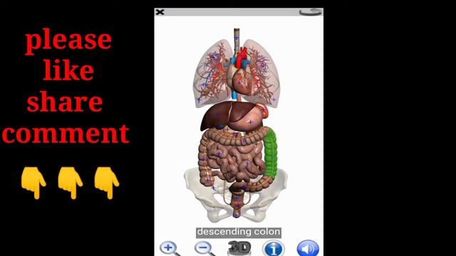 human anatomy Atlas 2020 download- how to download human anatomy atlas 2020 for free смотреть онлайн