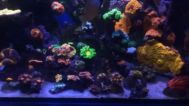 #аквариум смотреть онлайн