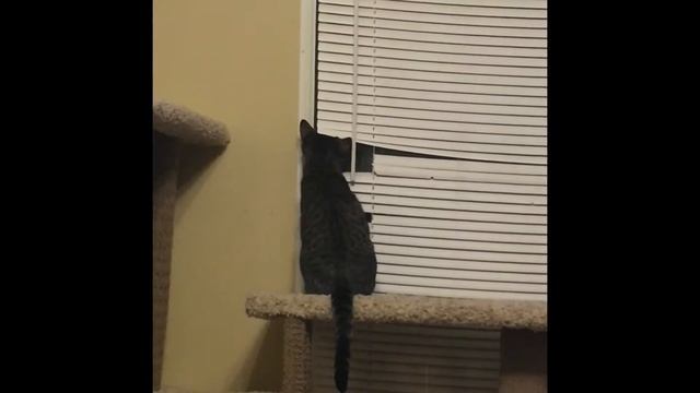 Cute cuddly cats and peek a boo kitty playing in the window. смотреть онлайн