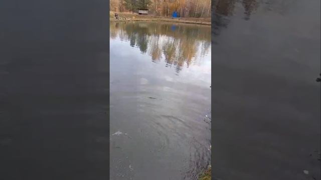 запуск смотреть онлайн