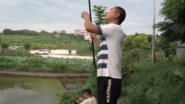 【农村四哥】农村四哥到姐夫鱼塘垂钓，半天收获2条土鲫鱼，却够他嘚瑟好一阵 смотреть онлайн