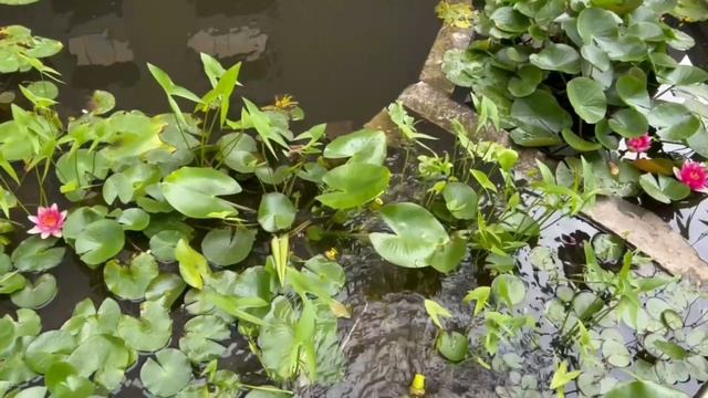 Mini Pond with Lovely iPhone Ringtone “Silk” 😌🌿💧📱🎶 смотреть онлайн