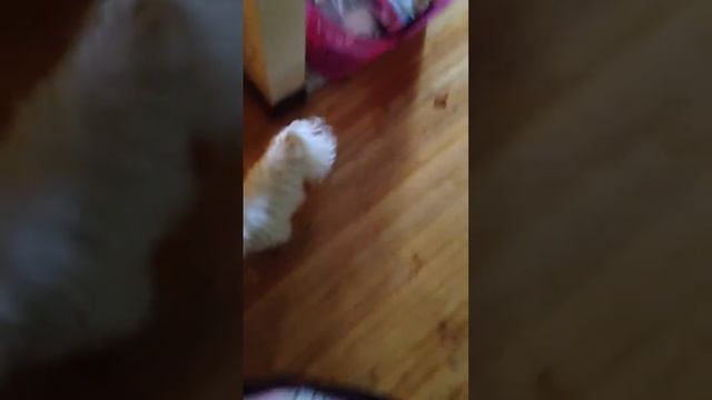 China and Bentley смотреть онлайн