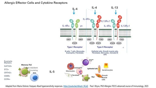 Allergies, Atopies, Cells, Cytokines And JAK Signaling.