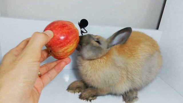 Rabbit Eating Apple ASMR смотреть онлайн