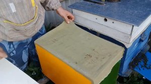 Вернулась ли матка с облета  признаки