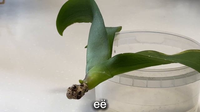 Сгнили корни орхидеи! Как нарастить? смотреть онлайн