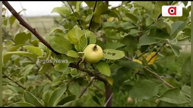 Jajpur Man Becomes Independent & Profitable From Apple Cultivation смотреть онлайн