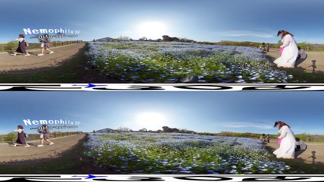 6K 3D VR Nemophila - japan tour guide in English - Experience in VR смотреть онлайн
