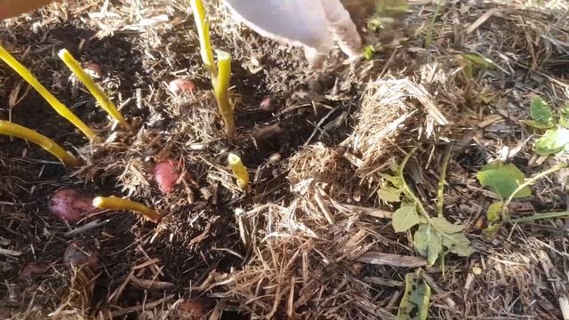 First Potato Harvest of 2022! (Pontiac, King Edward, Salad Rose & Desiree) - 85 Days смотреть онлайн