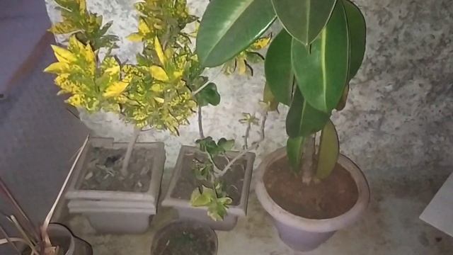 👉my terrace plants & small window balcony plants view at full moon night #myfirstvideotoday #2023 👈 смотреть онлайн