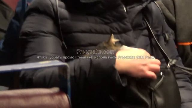 Звезда Ютуба-кот "заяц" в электричке смотреть онлайн