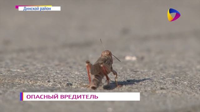 01 07 2016 ДИНСКОЙ РАЙОН НОВОСТИ HD смотреть онлайн