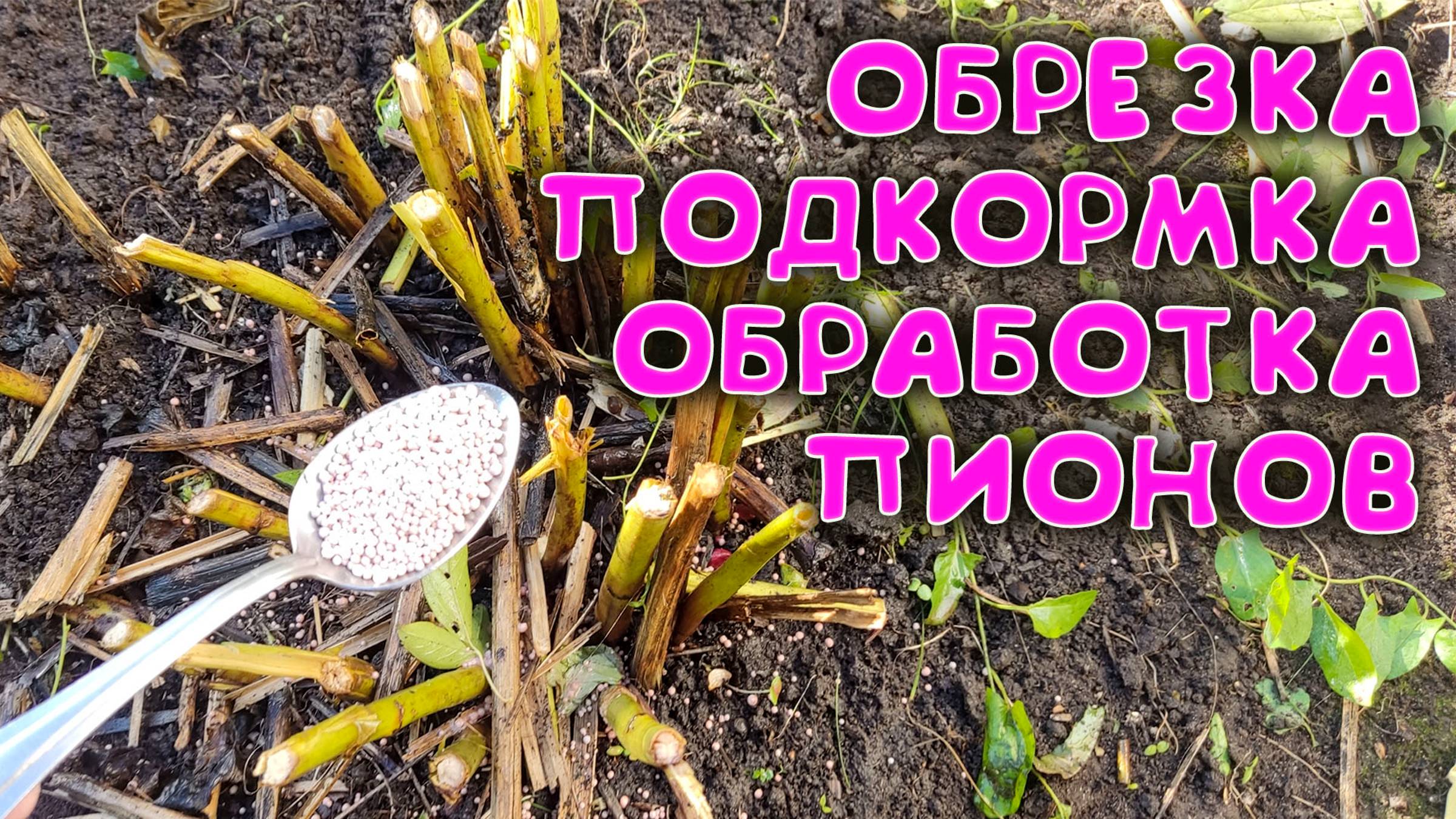🏆 Осенняя ОБРЕЗКА, ПОДКОРМКА и ОБРАБОТКА пионов🕵️♀️ Как обрезать, подкормить, обработать пионы смотреть онлайн