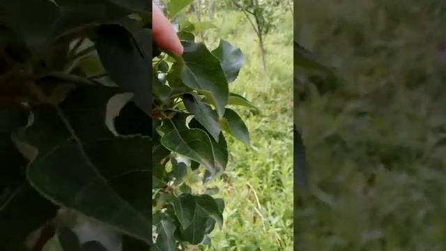 31.05.2024 яблоня Валюта