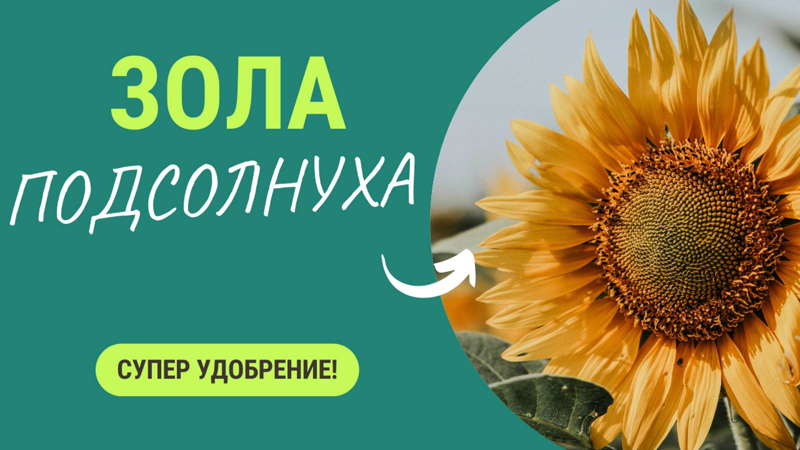 Зола подсолнечника — это просто находка. Супер удобрение 🌻 смотреть онлайн