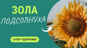 Зола подсолнечника — это просто находка. Супер удобрение 🌻