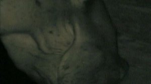 BBC. Твои весёлые друзья зверята 23 серия (документальный сериал, 2004-2009)