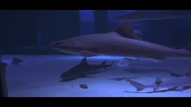 Antalya Aquarium - Antalya Akvaryum | Bilet.com смотреть онлайн