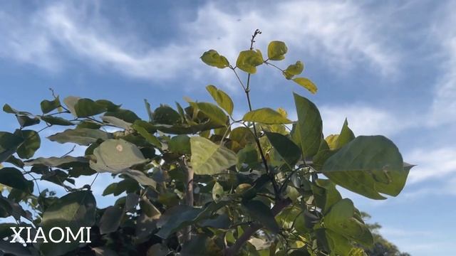 OnePlus 11 vs iPhone 14 vs Xiaomi 13 Camera Test смотреть онлайн