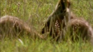 BBC. Твои весёлые друзья зверята 21 серия (документальный сериал, 2004-2009)